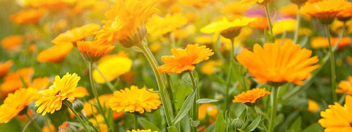 Τι είναι η Καλέντουλα; Ιδιότητες και Προϊόντα!